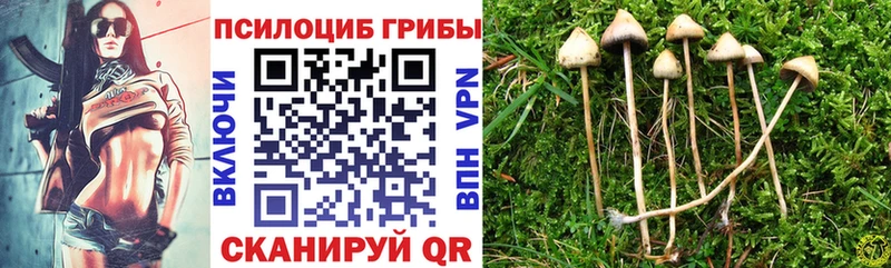 магазин продажи наркотиков  Бологое  Галлюциногенные грибы Cubensis 